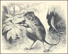 Koboldmaki, sp&oslash;gelsesabe, Tarsius