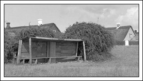 B&oslash;rsen i S&oslash;nderho fotograferet af J.W. Thomsen
