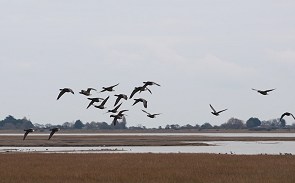 Knorteg&aelig;s i lav flugt hen over vaden