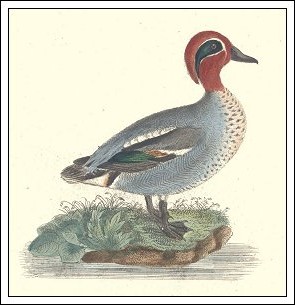 Krikand. Efter Niels Kjærböllings Ornithologia Danica. Danmarks fugle 1851