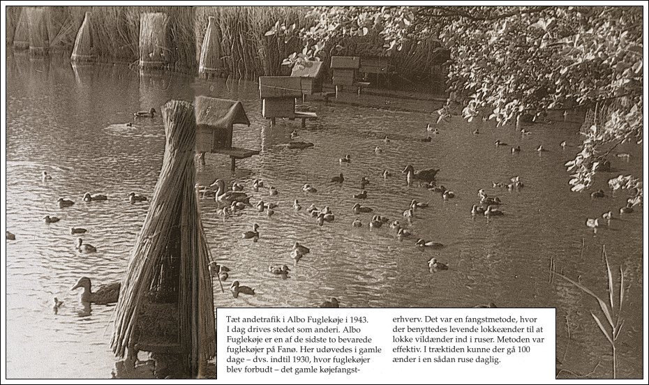 Albue Fuglek&oslash;je fotograferet af Leo Novrup 1943