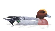 Pibeand
