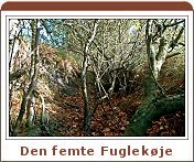 Den femte Fuglek&oslash;je