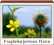 Fuglek&oslash;jernes flora