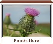 Fan&oslash;s flora