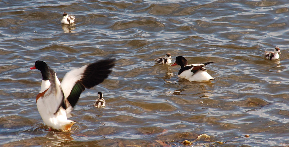 Gravanden med sine &aelig;llinger