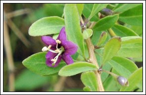 Bukketorn, L�cium b�rbarum