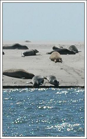 Udsnit i skala 1:1 af de i alt 12 optagelser, der tilsammen viser hele s&aelig;lbankens panorama