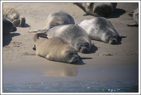 S&aelig;lerne fotograferet med digitalkamera og kikkert
