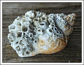 Semibalanus balanoides - Rurer s&aelig;tter sig ofte p&aring; konkylier, muslinger og &oslash;sters