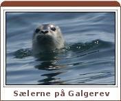 S&aelig;lerne p&aring; Galgerev uden for S&oslash;nderho p&aring; Fan&oslash;