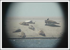 S&aelig;lerne set i en almindelig kikkert