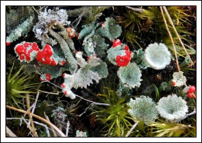 Lakr&oslash;d b&aelig;gerlav - Cladonia floerkeana